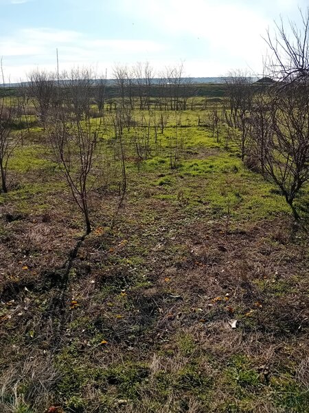 Calarasi, comuna Soldanu